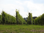 Wijngaard Hof van Twente